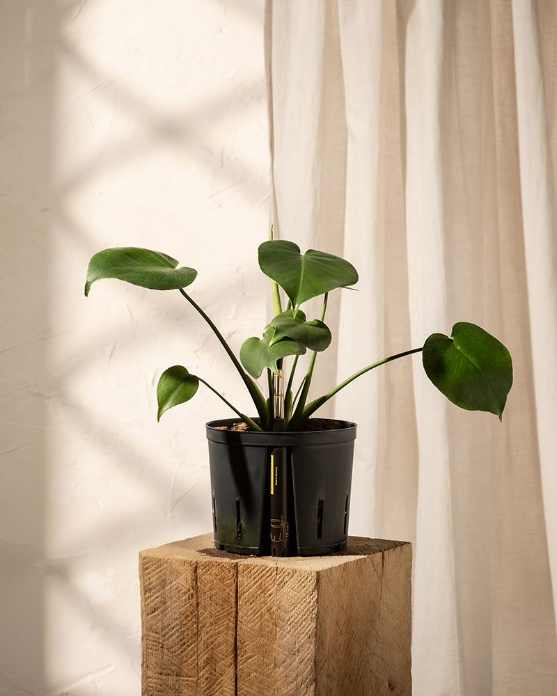 Eine Hand hält einen schwarzen Topf mit der Hydro • Monstera deliciosa, vor einem sanft beleuchteten Hintergrund mit weißen Vorhängen. Das Licht wirft sanfte Schatten und schafft eine heitere und minimalistische Atmosphäre.