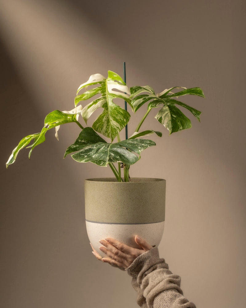 Eine Hand hält eine Monstera deliciosa variegata in einem Topf mit großen grün-weiß gefleckten Blättern vor einem neutralen Hintergrund. Warmes Licht hebt die Pflanze hervor und wirft weiche Schatten.