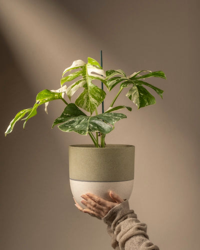 Eine Hand hält eine Monstera deliciosa variegata in einem Topf mit großen grün-weiß gefleckten Blättern vor einem neutralen Hintergrund. Warmes Licht hebt die Pflanze hervor und wirft weiche Schatten.