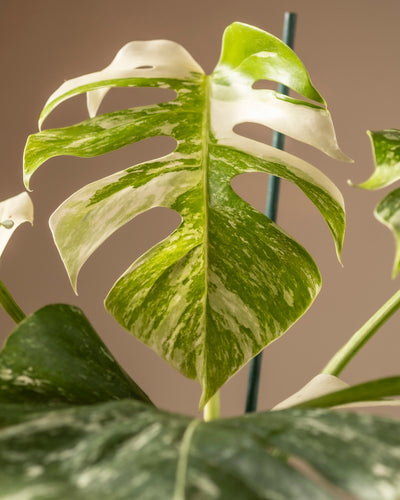 Eine Nahaufnahme eines Blattes der Monstera deliciosa variegata hebt seine faszinierenden Grün- und Cremetöne hervor und weist vor einem unscharfen Hintergrund die für die Art Fenesterblatt typischen natürlichen Risse und Löcher auf.