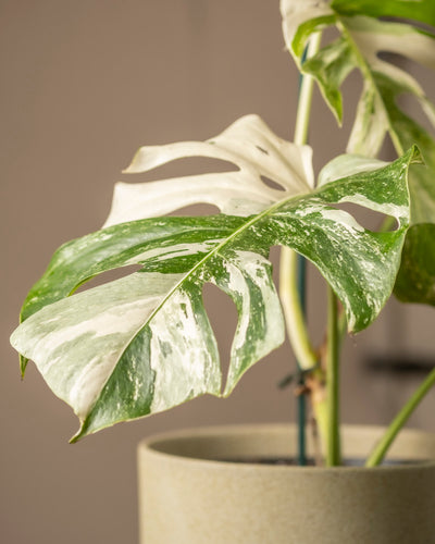 Nahaufnahme einer Topfpflanze der Sorte Monstera deliciosa variegata mit großen gespaltenen Blättern mit einzigartigen grün-weißen Mustern. Vor einem neutralen Hintergrund fällt das markante Blattwerk dieses exquisiten Fensterblatts wirklich auf.