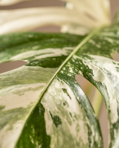 Eine Nahaufnahme eines Blattes der Monstera deliciosa variegata zeigt eine Mischung aus Grün und Creme mit natürlichen Rissen und Löchern. Die detaillierte Textur hebt das lebendige Muster dieser Pflanze vor einem weichen, neutralen Hintergrund hervor.