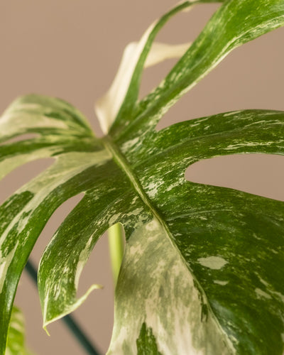 Nahaufnahme eines Blattes der Monstera deliciosa variegata mit einzigartiger grün-weißer Marmorierung. Das Fensterblatt weist vor einem neutralen Hintergrund tiefe Risse und Löcher auf, die für Monstera-Pflanzen charakteristisch sind.