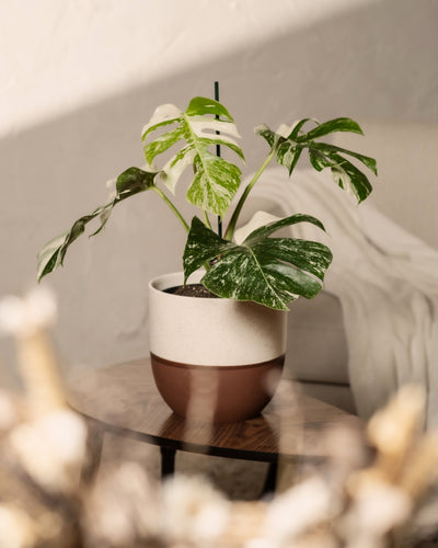 Eine Monstera deliciosa variegata mit atemberaubenden bunten Blättern steht in einem zweifarbigen Topf auf einem Holztisch. Der unscharfe Vordergrund und die sanfte Beleuchtung sorgen für Gemütlichkeit, die durch eine cremefarbene Decke, die über einem Sessel im Hintergrund hängt, noch verstärkt wird.