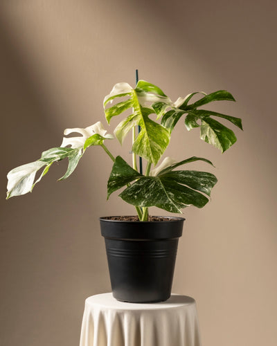 Eine Monstera deliciosa variegata im Topf mit großen grünen und weißen Blättern steht auf einem runden, mit einem weißen Tuch bedeckten Tisch vor einer neutralen, warm getönten Wand.