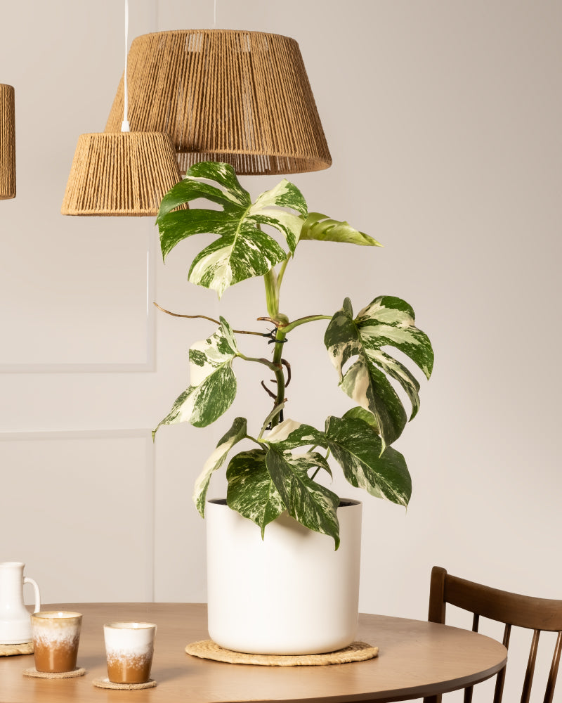 Eine Monstera deliciosa variegata in einem weißen Topf steht auf einem runden Holztisch mit zwei Kaffeetassen und einem Milchkännchen in der Nähe, unter geflochtenen Pendelleuchten. Rechts ist teilweise ein Holzstuhl zu sehen.