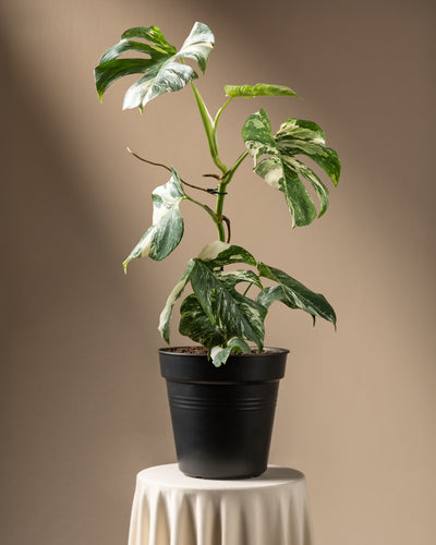 Eine Monstera deliciosa variegata mit auffälligen grünen und weißen Blättern steht in einem schwarzen Plastiktopf auf einem runden, mit weißem Tuch bedeckten Tisch vor einem beigen Hintergrund.