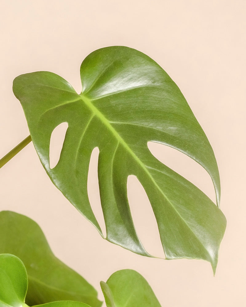 Eine Nahaufnahme eines grünen Monstera - Feenblattes mit ausgeprägten Löchern und Rissen vor einem einfarbig beigen Hintergrund.