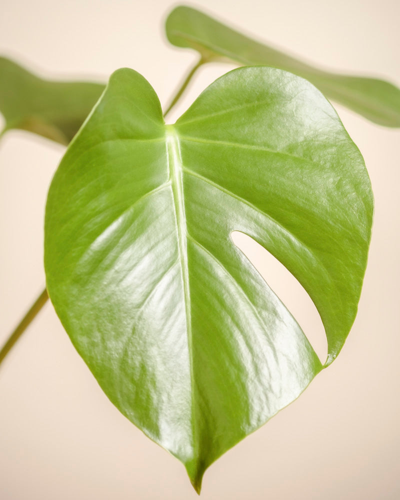 Eine Nahaufnahme eines grünen Monstera - Fee-Blattes mit natürlicher Spaltung und glatter Textur hebt sich von einem hellbeigen Hintergrund ab, mit unscharfen Fensterblättern in der Ferne.