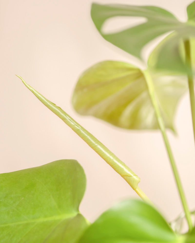 Eine Nahaufnahme einer grünen Monstera - feey, die ihre großen, herzförmigen Blätter und ein einzelnes neues Blatt zeigt, das sich vor einem weichen, neutralen Hintergrund entfaltet, der das frische, lebendige Laub der Pflanze hervorhebt.