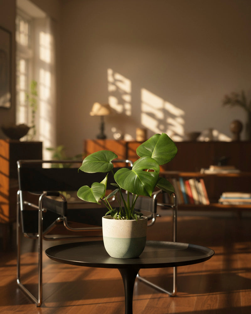 Eine getopfte Monstera - feey steht auf einem runden schwarzen Tisch in einem sonnenbeschienenen Wohnzimmer mit Holzboden, einem modernen Stuhl, Bücherregalen und warmem Tageslicht, das durch die Fenster fällt.