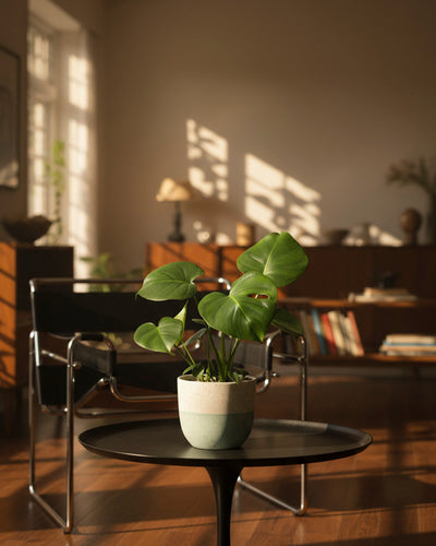 Eine getopfte Monstera - feey steht auf einem runden schwarzen Tisch in einem sonnenbeschienenen Wohnzimmer mit Holzboden, einem modernen Stuhl, Bücherregalen und warmem Tageslicht, das durch die Fenster fällt.