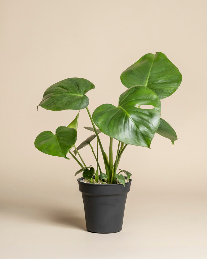 Eine Monstera - Fee mit großen, glänzend grünen Blättern sitzt in einem schwarzen Plastiktopf vor einem beigen Hintergrund - eine ideale Zimmerpflanze für jedes Zuhause.