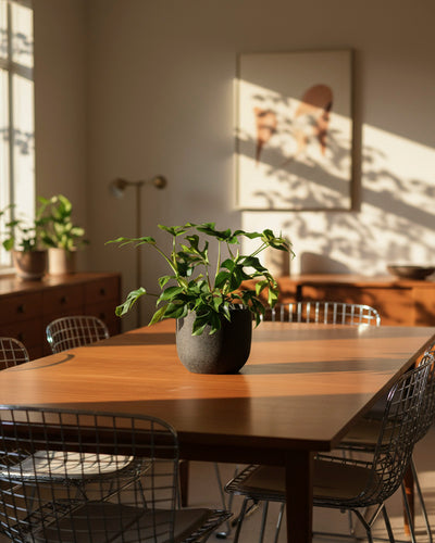 Ein helles Esszimmer mit einem Holztisch, schwarzen Drahtstühlen und Monstera minima - feey als Mittelpunkt. Sanfte Schatten und Wandkunst bringen Wärme in die minimalistische, moderne Einrichtung.