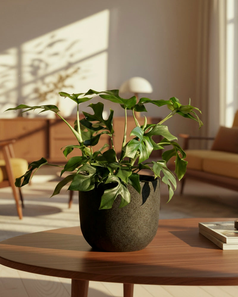 Eine Monstera minima - feey steht auf einem runden hölzernen Couchtisch in einem sonnendurchfluteten, modernen Wohnzimmer mit Möbeln aus der Mitte des Jahrhunderts und neutralem Dekor.