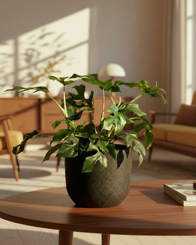 Eine Monstera minima - feey steht auf einem runden hölzernen Couchtisch in einem sonnendurchfluteten, modernen Wohnzimmer mit Möbeln aus der Mitte des Jahrhunderts und neutralem Dekor.