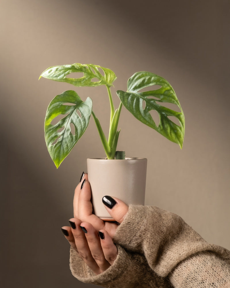 Eine Person in einem beigen Pullover hält eine Monstera adansonii 'Mint' Babypflanze, eine kleine Topfpflanze mit grünen, perforierten Blättern. Sie trägt schwarzen Nagellack und der sanft beleuchtete Hintergrund ist neutral, was ihr Interesse an Pflanzenpflege widerspiegelt.