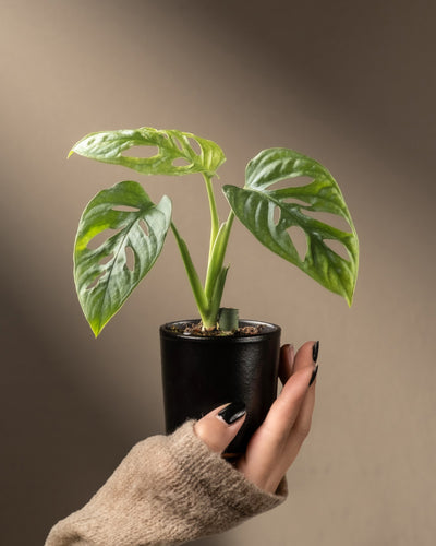 Eine Hand mit schwarz lackierten Nägeln hält sanft einen kleinen schwarzen Topf mit einer Monstera adansonii 'Mint' Babypflanze, bekannt für ihre einzigartigen grünen, löchrigen Blätter. Der sanft beleuchtete, neutrale Hintergrund unterstreicht die Eleganz der Pflanze – perfekt als Mittelpunkt für Pflanzenpflege-Enthusiasten.