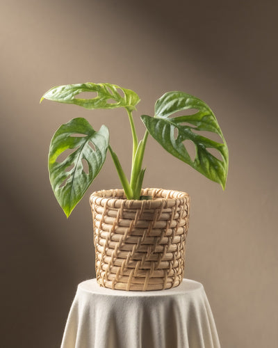 Eine Monstera adansonii „Mint“-Babypflanze mit markanten großen grünen Blättern in einem beigen geflochtenen Korb steht auf einem kleinen Tisch mit einer hellen Tischdecke, ihre panaschierten Blätter heben sich bei sanfter Beleuchtung vor einem neutralen Hintergrund ab.