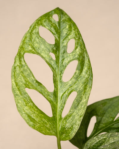 Nahaufnahme eines grünen Blattes der Monstera adansonii 'Mint' Babypflanze mit elliptischen Löchern und marmorierter Textur vor beigem Hintergrund. Das geäderte Blatt weist panaschierte Blätter in Hell- und Dunkelgrün auf, die einen faszinierenden visuellen Kontrast erzeugen.