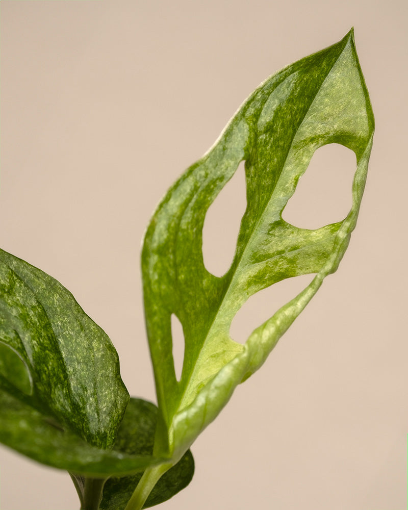 Nahaufnahme eines Blattes der Monstera adansonii 'Mint' Babypflanze mit markanten Löchern vor neutralem Hintergrund. Das leuchtend grüne, glänzende Blatt weist markante Fensterungen auf – perfekt für Pflanzenpflege-Fans.
