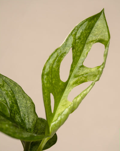 Nahaufnahme eines Blattes der Monstera adansonii 'Mint' Babypflanze mit markanten Löchern vor neutralem Hintergrund. Das leuchtend grüne, glänzende Blatt weist markante Fensterungen auf – perfekt für Pflanzenpflege-Fans.