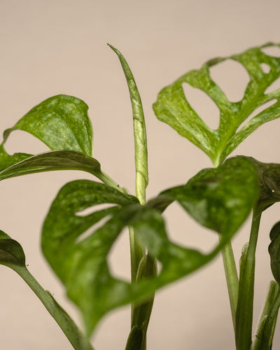Nahaufnahme einer Monstera adansonii 'Mint' Babypflanze mit einem sich entfaltenden neuen Blatt. Die vorhandenen panaschierten Blätter sind grün mit Fenstern vor einem beigen Hintergrund.