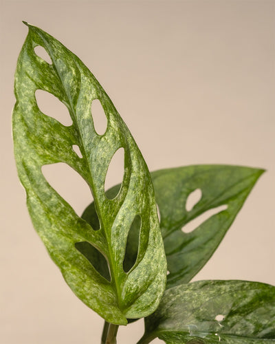 Nahaufnahme einer Monstera adansonii „Mint“-Babypflanze vor einem neutralen Hintergrund, mit grünen Blättern mit ovalen Löchern und strukturierten Oberflächen, die ihre einzigartigen panaschierten Blätter hervorheben.