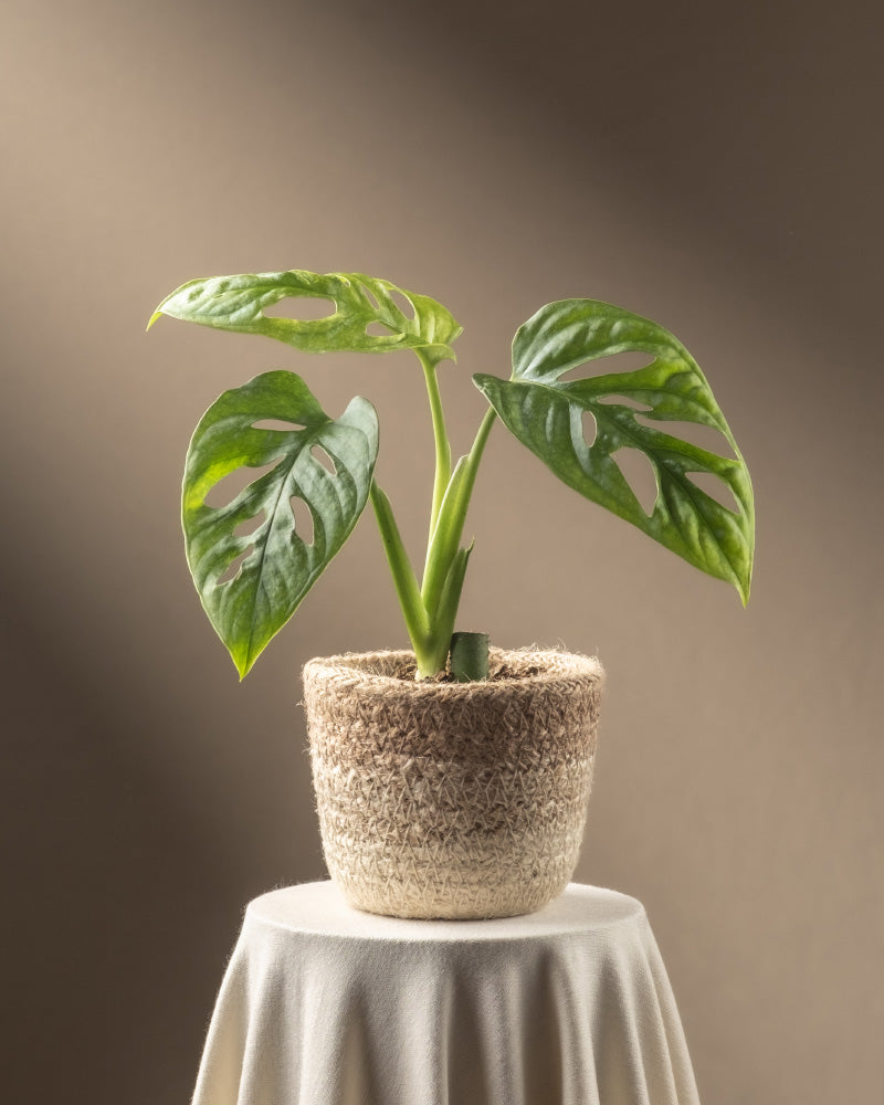 Eine Monstera adansonii 'Mint' Babypflanze mit großen, grünen, perforierten Blättern ruht auf einem weißen, stoffbezogenen Sockel vor einem sanften braunen Hintergrund. Ihre panaschierten Blätter verleihen jedem Bereich einzigartigen Charme und sind gleichzeitig pflegeleicht.