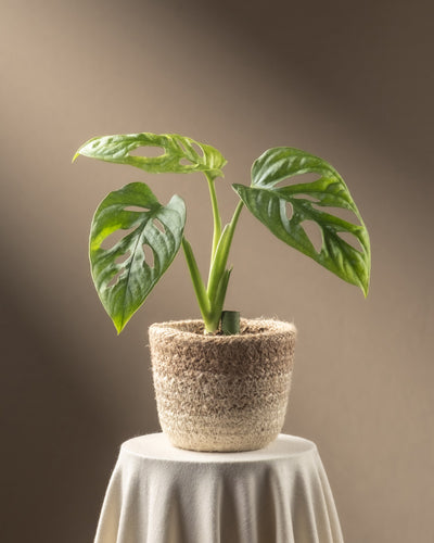 Eine Monstera adansonii 'Mint' Babypflanze mit großen, grünen, perforierten Blättern ruht auf einem weißen, stoffbezogenen Sockel vor einem sanften braunen Hintergrund. Ihre panaschierten Blätter verleihen jedem Bereich einzigartigen Charme und sind gleichzeitig pflegeleicht.
