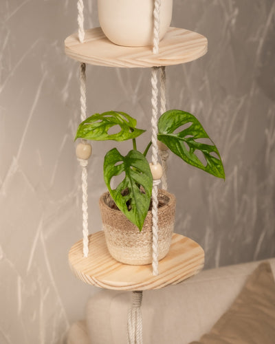 Eine Monstera adansonii 'Mint'-Babypflanze mit perforierten, panaschierten Blättern steht in einem geflochtenen Topf auf einem runden Holzregal, das mit Seilen und Perlen an einer strukturierten Wand hängt und so Stil und einfache Pflanzenpflege kombiniert.