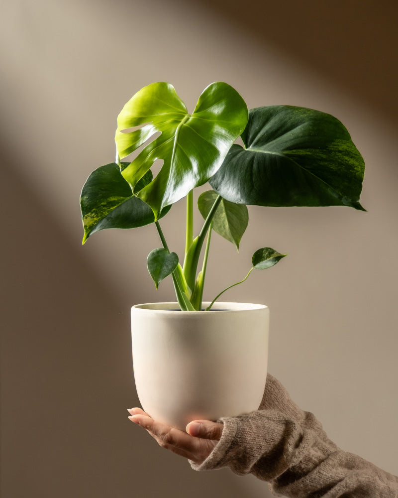Eine Hand, die eine Monstera aurea - feey-Pflanze hält, hebt die lebhafte Buntheit dieses atemberaubenden Fensterblatts hervor.