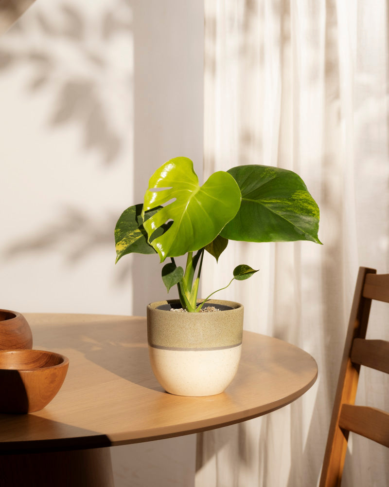 Eine Monstera aurea - Fee mit leuchtend grünen Blättern steht auf einem runden Holztisch neben Holzschalen und einem Stuhl, beleuchtet von sanftem Sonnenlicht, das durch weiße Vorhänge fällt.