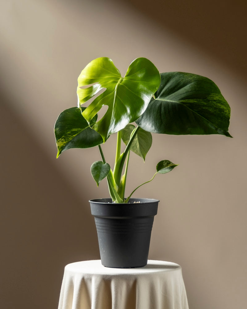 Eine Monstera aurea - Fee mit großen, glänzenden Blättern sitzt auf einem runden, mit weißem Tuch drapierten Tisch, der von sanftem Licht vor einem neutralen braunen Hintergrund beleuchtet wird.