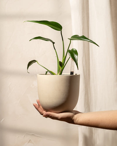 In einer sanft beleuchteten Umgebung mit zartem Stoff, der elegant zur Seite herabfällt, hält eine Hand vorsichtig einen kleinen, beigen Topf mit der Hydro • Monstera Burle Marx Flame, deren leuchtende Blätter in Hydrokultur gedeihen.
