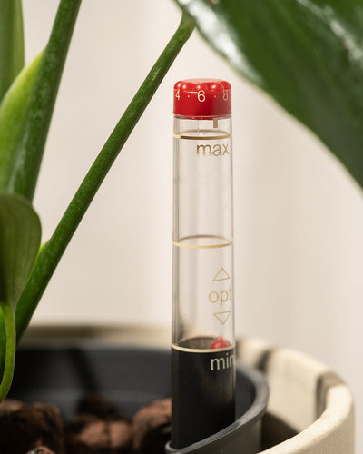 Die Hydro • Monstera Burle Marx Flame verfügt über eine Wasserstandsanzeige mit einer roten Kappe, die in den Blumentopf eingesetzt ist, und ist somit perfekt für die Hydrokultur geeignet. Das transparente Rohr ist mit „max“, „opt“ und „min“ gekennzeichnet, um den Wasserstand genau anzuzeigen, und die üppigen grünen Blätter der Monstera „Burle Marx Flame“ sind im Hintergrund deutlich zu sehen.