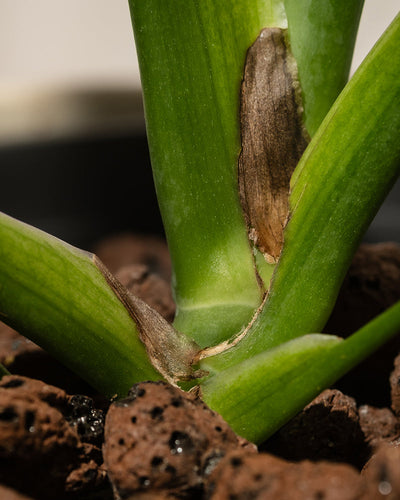 Eine Nahaufnahme eines Hydro • Monstera Burle Marx Flame-Stängels mit braunen, getrockneten Flecken auf seiner Oberfläche. Diese Pflanze gedeiht in einer Hydrokulturumgebung, in der sie von dunkler, poröser Erde oder Steinen umgeben ist, um eine optimale Entwässerung zu gewährleisten. Das Bild betont die Textur und den Zustand dieser lebendigen Art.
