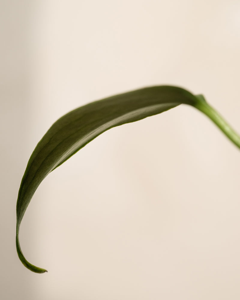 Eine Nahaufnahme eines einzelnen Blattes der Hydro • Monstera Burle Marx Flame, das sich anmutig vor einem einfachen, hellen Hintergrund krümmt. Seine längliche grüne Form mit glatten Kanten und zarten Aderndetails schafft eine minimalistische und ruhige Komposition, die die zeitlose Schönheit des Hydrokultur-Designs widerspiegelt.