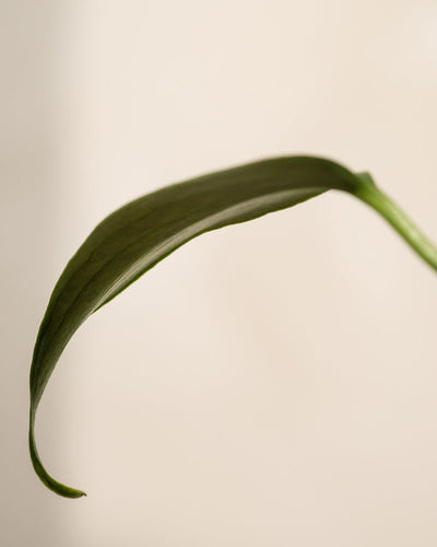Eine Nahaufnahme eines einzelnen Blattes der Hydro • Monstera Burle Marx Flame, das sich anmutig vor einem einfachen, hellen Hintergrund krümmt. Seine längliche grüne Form mit glatten Kanten und zarten Aderndetails schafft eine minimalistische und ruhige Komposition, die die zeitlose Schönheit des Hydrokultur-Designs widerspiegelt.
