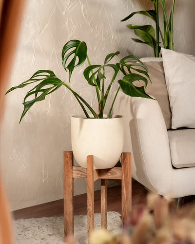 Eine seltene Monstera Burle Marx Flame in einem weißen Topf steht auf einem Holzständer im Wohnzimmer vor einer strukturierten weißen Wand. Ein Teil eines beigen Sofas und etwas Grünzeug sind in der oberen rechten Ecke zu sehen und zeigen wahre Pflanzenkenntnis.