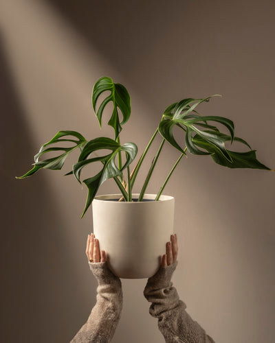 Eine Person in einem beigen Pullover hält einen weißen Topf mit einer Monstera Burle Marx Flame. Sonnenlicht akzentuiert die glänzenden, gespaltenen Blätter der Pflanze vor einem neutralen Hintergrund und unterstreicht ihre einzigartige Schönheit und das Pflanzenwissen des Besitzers.
