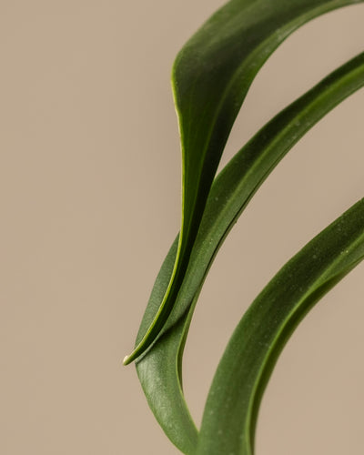 Nahaufnahme einer grünen Pflanze, wahrscheinlich der Monstera Burle Marx Flame, mit zwei ineinander verschlungenen, gebogenen Blättern vor einem schlichten beigen Hintergrund, die ihre glatte Textur und glänzende Oberfläche zur Schau stellen.