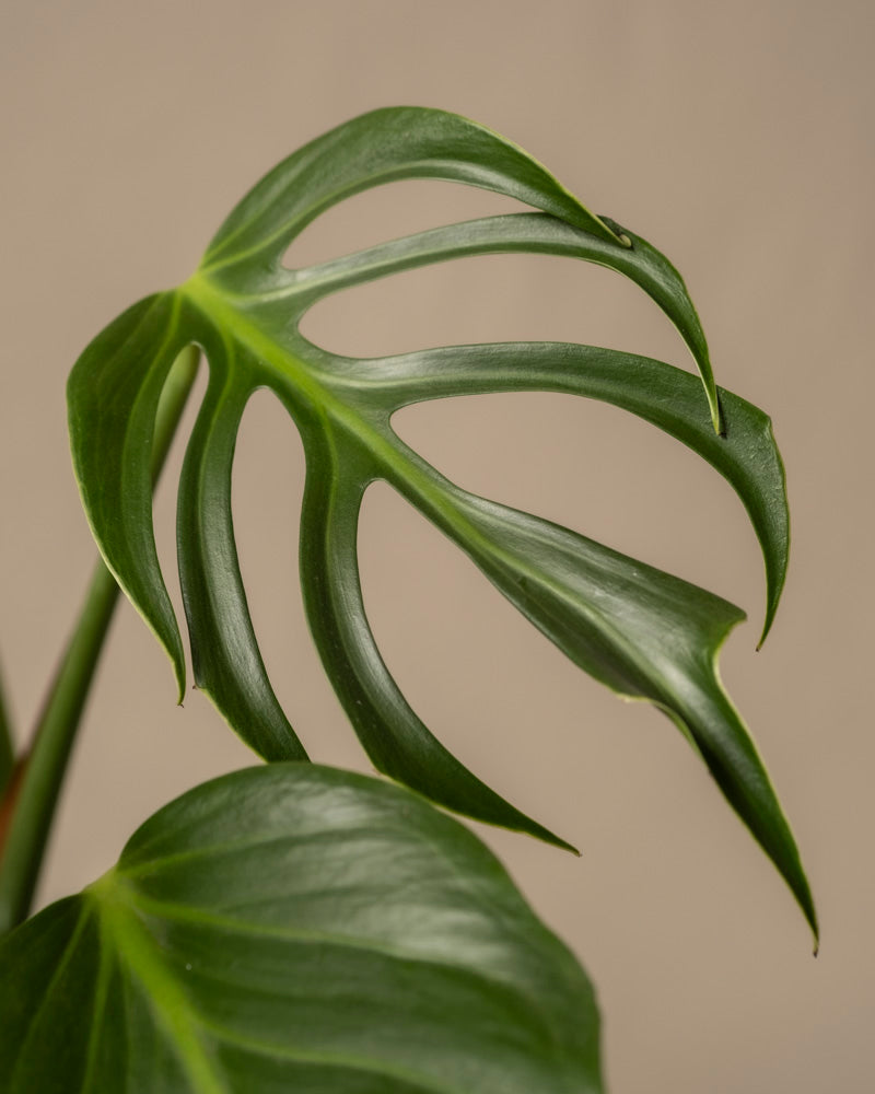 Nahaufnahme eines Flammenblattes der Monstera Burle Marx. Die natürlichen Löcher und Risse sind vor einem neutralen beigen Hintergrund zu sehen.