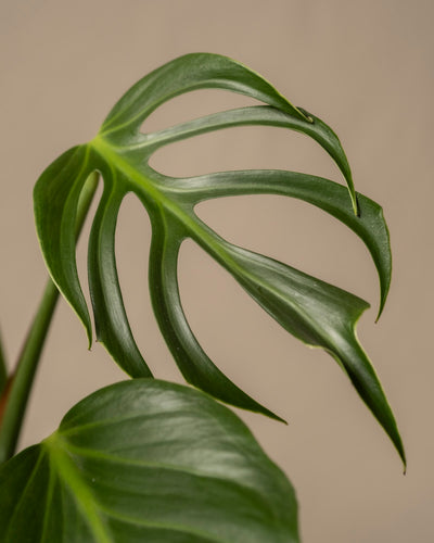 Nahaufnahme eines Flammenblattes der Monstera Burle Marx. Die natürlichen Löcher und Risse sind vor einem neutralen beigen Hintergrund zu sehen.