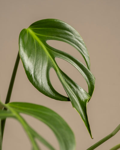 Nahaufnahme eines seltenen Monstera Burle Marx-Flammenblattes mit länglichen Löchern und einer glänzend grünen Oberfläche vor beigem Hintergrund, das Ihr Pflanzenwissen hervorhebt.