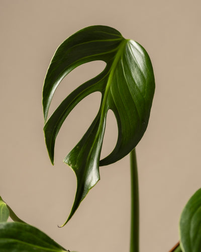 Eine Nahaufnahme eines Monstera burle marx Flammenblattes mit markanten Löchern vor einem beigen Hintergrund. Seine glänzende Oberfläche reflektiert das Licht und hebt die einzigartige Form und Textur hervor – ideal für Liebhaber mit verfeinertem Pflanzenwissen.