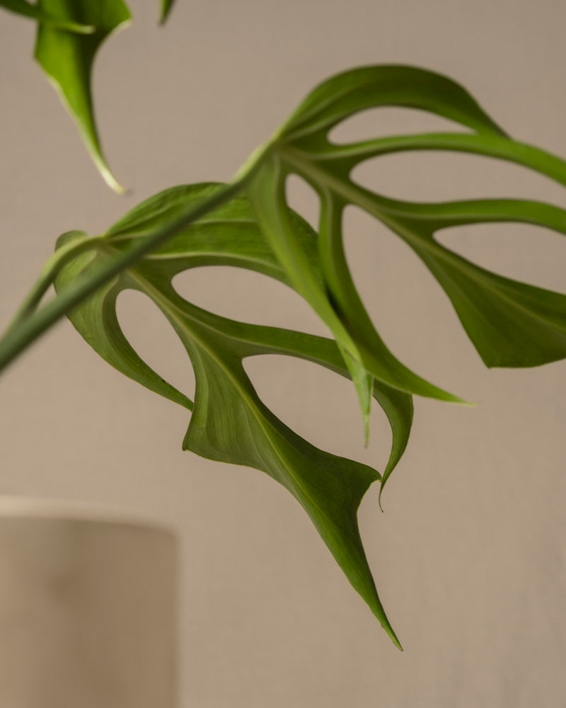 Nahaufnahme eines Monstera Burle Marx Flammenblattes mit einzigartigen ausgeschnittenen Mustern auf neutralem Hintergrund. Unten links ist teilweise eine helle zylindrische Vase sichtbar, die ihre seltene Schönheit zur Schau stellt.