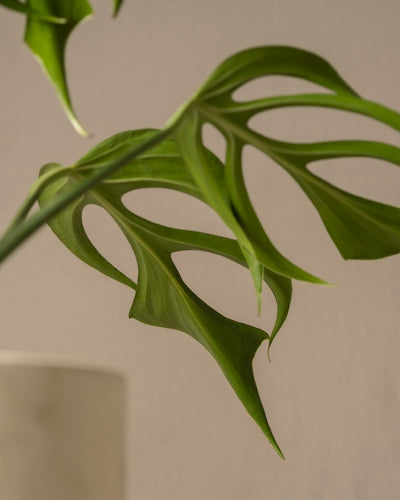 Nahaufnahme eines Monstera Burle Marx Flammenblattes mit einzigartigen ausgeschnittenen Mustern auf neutralem Hintergrund. Unten links ist teilweise eine helle zylindrische Vase sichtbar, die ihre seltene Schönheit zur Schau stellt.