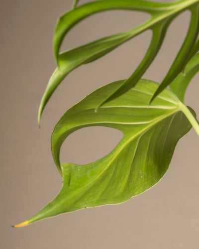 Nahaufnahme eines Flammenblattes der Monstera burle marx, das längliche, spitze Formen und ausgeschnittene Abschnitte vor einem neutralen Hintergrund zeigt. Seine glatte Textur und sichtbaren Adern erzeugen komplizierte Muster, die jeden Pflanzenkenntnis-Liebhaber ansprechen.
