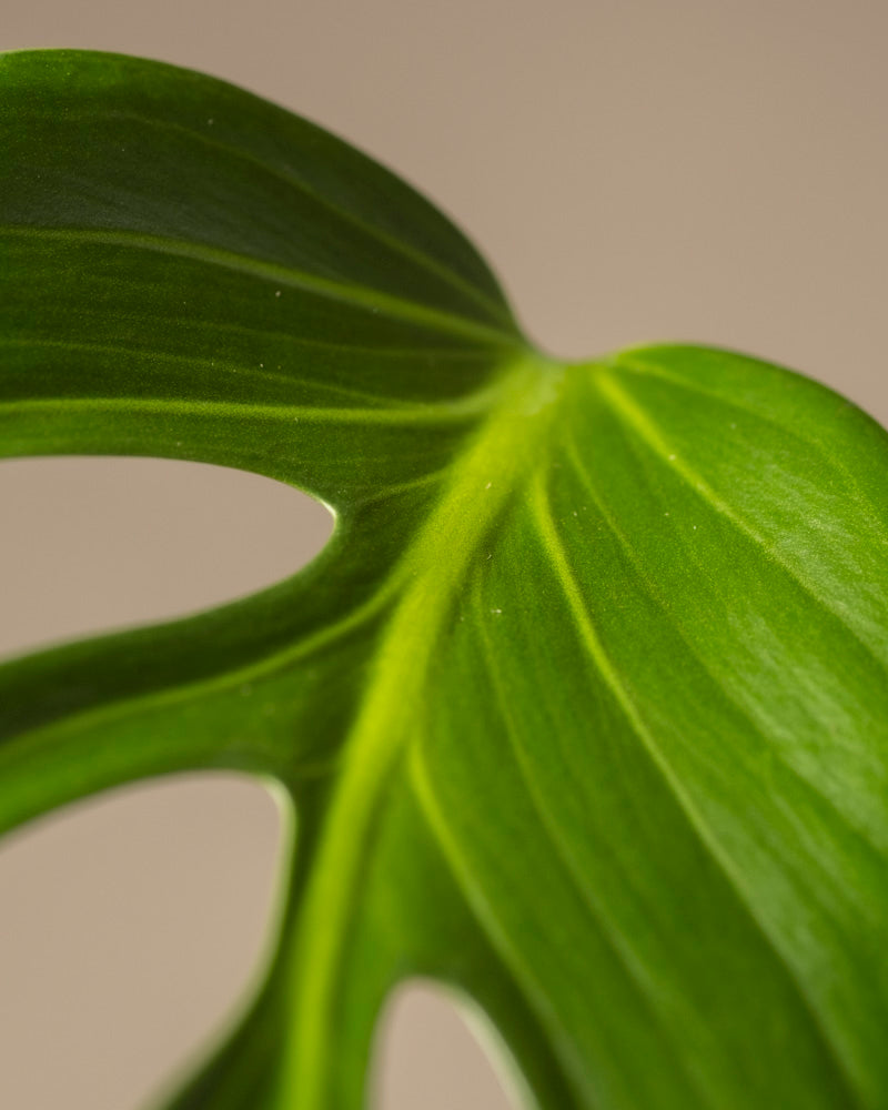 Eine Nahaufnahme eines Monstera-Blattes der Sorte Burle Marx, glatt mit gewellten Rändern, vor einem beigen Hintergrund. Seine markanten Adern und sein natürlicher Glanz heben den satten Grünton hervor und zeigen Ihr Pflanzenwissen.